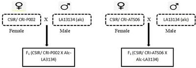 Marker assisted backcrossing of alcobaca gene into two elite tomato breeding lines